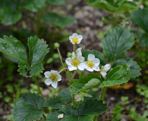 Wild strawberry flowers in the forest.