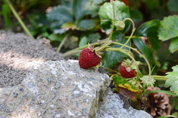 Ripe strawberries on a bush to the garden