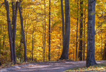 Fall drive in a woods filled with golden leaves in Michigan USA