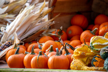 Autumn pumpkins and decorations for cooking and halloween fun