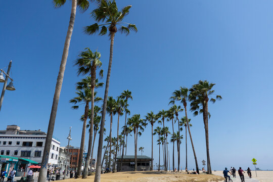 Venice beach in Santa Monica with bike lane and palm trees