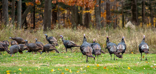 Wild turkeys walk  in the woods on a pretty fall day