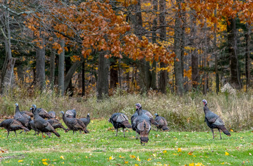 Wild turkeys hunting for food in an autumn woods - obrazy, fototapety, plakaty
