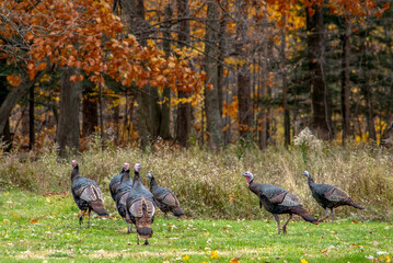 Free range Turkeys in a autumn woods run free in Michigan USA