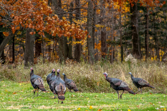 Free range Turkeys in a autumn woods run free in Michigan USA