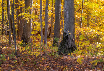 Michigan USA  golden woods on a crisp autumn day