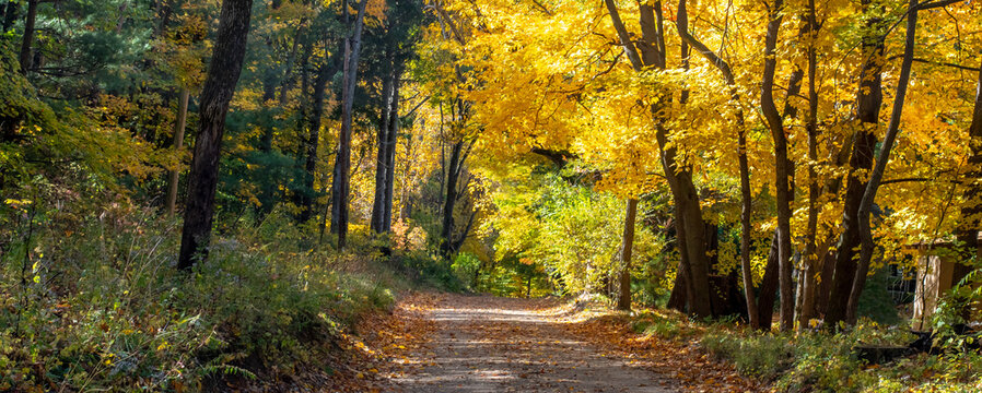 golden panorama in Michigan, USA, with fall leaves in yellow green and gold
