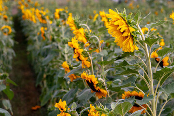 lost in a row of sunflowers in Michigan USA