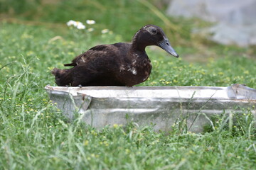 duck in the grass