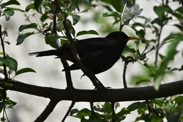 bird on a branch