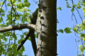 vine on tree