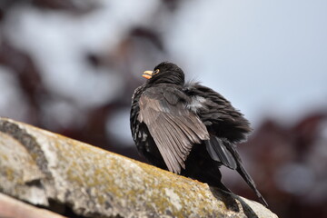 black bird on roof