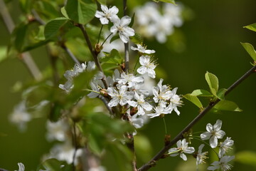 white flowers of apple