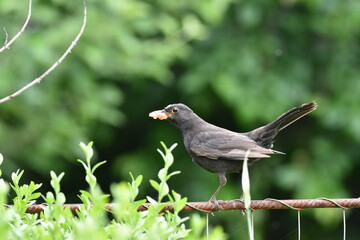 blackbird