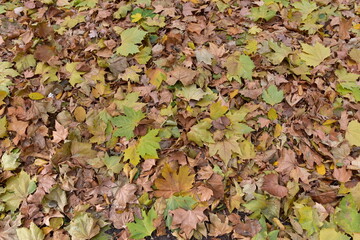 autumn leaves background