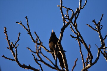 black bird and blue sky