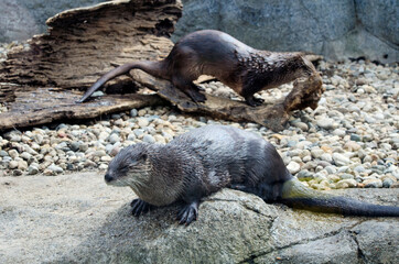 pair of playful otters along side a river bank