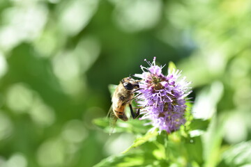 bee on a flower
