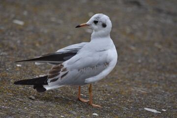 seagull on a rock