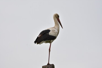 Stork on a pole
