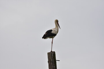 Stork on a pole