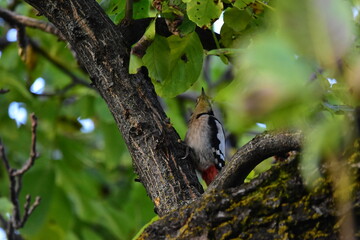 Woodpecker on walnut tree