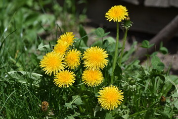 dandelions in the grass
