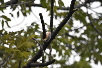 Bird upside-down on a branch