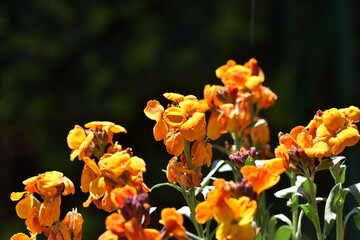 Obraz na płótnie Canvas yellow and orange flowers