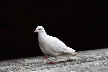 white pigeon on the ground