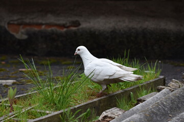 white pigeon on the grass