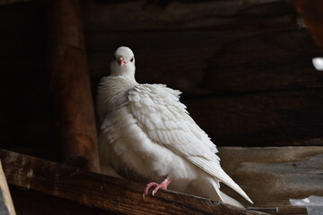 close up of a white dove