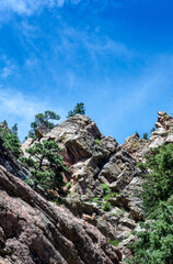 trees on a rocky mountain in Colorado USA