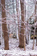 frosted winter woods in Michigan USA