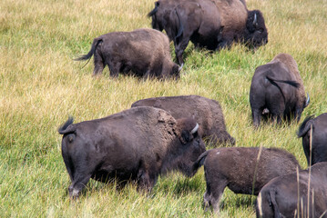 Grazing  Bison in Yellowstone Nation Park, Wyoming USA