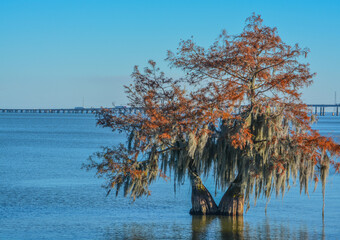 Cypress Trees with Spanish Moss growing on them. In Lake Marion at Santee State Park, Santee,...