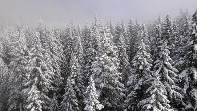 It's a winter wonderland. Flying over a fresh snow covered forest in Oregon