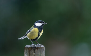 great tit on a fence post
