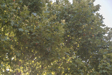 leaves and branches of a Platanus x hispanica tree