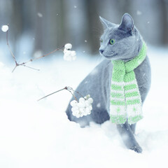 Cute green-eyed cat in green knitted scarf. Real photo on winter snowy landscape, background with snowflakes and bush of the snowplow. Christmas Russian blue cat. 