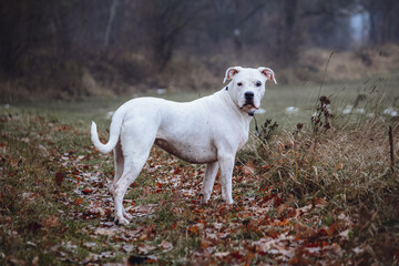 Dirty white Dogo Argentino in Nature, autumn background 