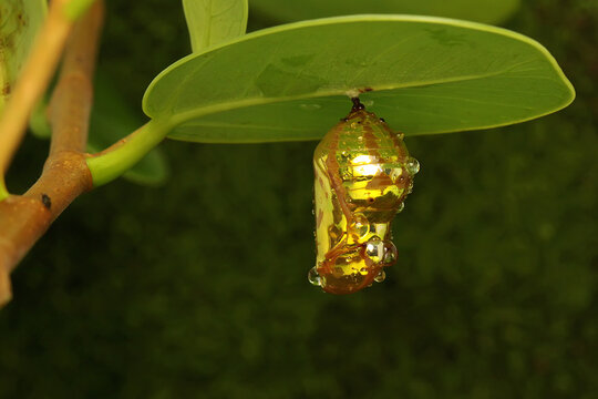 A butterfly cocoon is hanging on a leaf of a wild plant that is ready to hatch into a beautiful butterfly. 