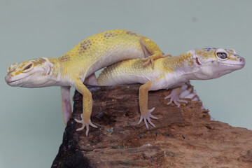 Two Leopard geckos sunbathing on a rotting log. Reptiles with attractive colors have the scientific name Eublepharis macularius. 