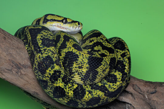 A carpet python snake is wrapping its body on a log.