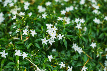 very beautiful spring flowers in the garden