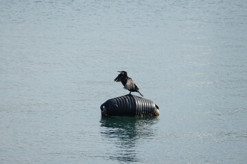Uccello cormorano sul galleggiante ancorato in mare