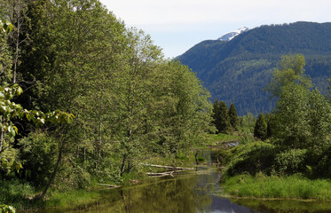 Obraz premium Summer perspective of green wilderness