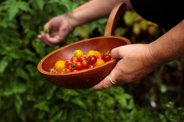 woman picking tomatoes