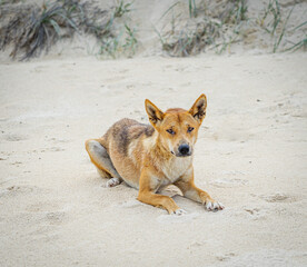 Fraser Island dingo's