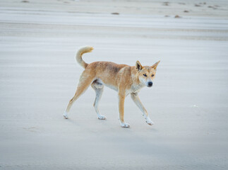 Fototapeta na wymiar Fraser Island dingo's
